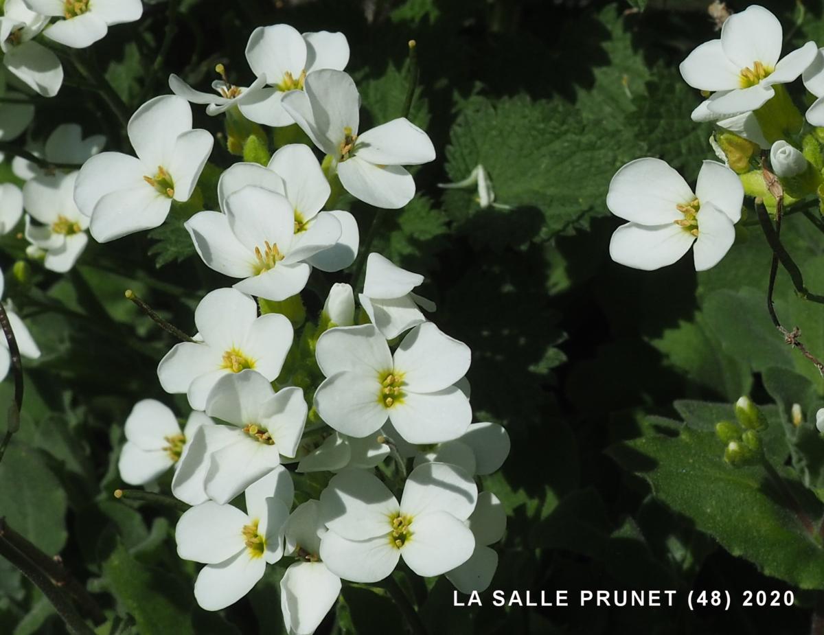 Rock-cress, Alpine flower